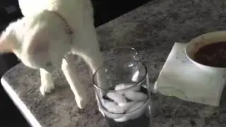 Maui the Cat Spills Water!!