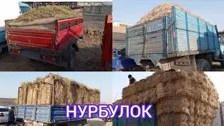 SAMARQAND V NUROBOD TUMANI NURBULOQ SHAXRI CHORVA MOLLARGA YEMISH NARXLARI 08.03.24 📠 901998090