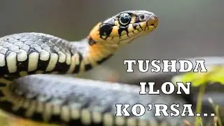 Тушда илон кўрса ||  Tushda ilon ko‘rsa