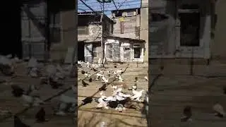 Голуби тбилисские давида линии сафсанов и бузи