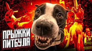 ПРЫЖКИ ПИТБУЛЯ . ПОДГОТОВКА  К СОРЕВАНОВАНИЯМ . СОБАКА ПРЫЖОК. HIGH JUMP PITBULL .