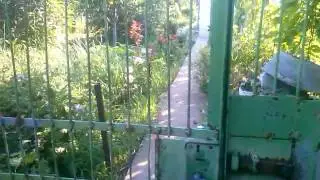 Садовые пришельцы.