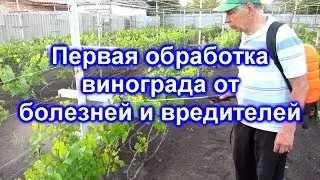 Первая обработка винограда от болезней и вредителей