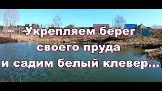 Укрепляем берег своего пруда и садим белый клевер