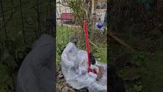 Розы и магнолия в декабре