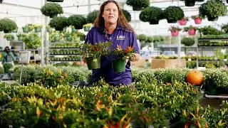 Get It Growing: Ornamental peppers provide beautiful fall color