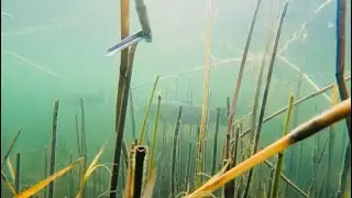 БЕЛЫЙ АМУР !!! Первая встреча