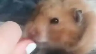 TheYoungTrump35 hampster