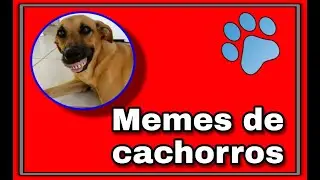 #emalta memes - engraçado - funny dogs - cachorros engraçados - tudo sobre cachorros - cute - pets -