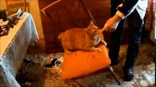 Кошка по имени Кошка