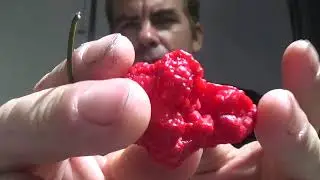 Chile Beast's Lost Chilli Reviews #2 Naglah Beast Superhot Pod Review
