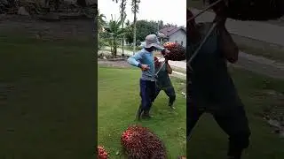 BUAHNYA SUPER GEDE BANGET#shorts