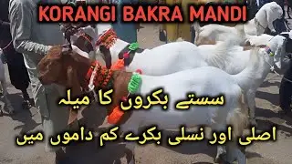 Korangi Bakra Mandi Lastest Rates Update 29-May-24 | Cow Mandi 2024 |  Bakra Eid Season 2k24