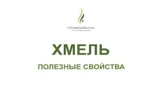 Хмель обыкновенный, шишки: полезные свойства и применение. «Травы Байкала»