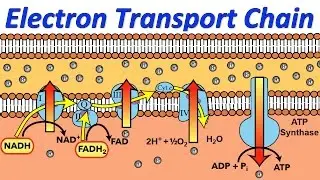 Mysteries of the Electron Transport Chain, Revealed in Rap!
