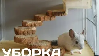 УБОРКА В ВИТРИНЕ У ШИНШИЛЛЫ.