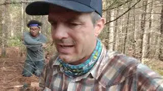 BUG ATTACK in Minnesota, with low-quality litter and podzol formation