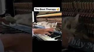 Best therapy with Mozart  Rondo Alla Turca #mozart #rondoalaturca #musicforanimals #pianolove #cat