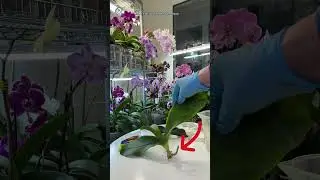 Потеряла корни 