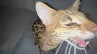 ФЕДОР ВСТРЕЧАЕТ КОСТЮ С ДУБАЯ😍😍😍