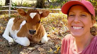 Baby Calf Gender and Name Reveal!!