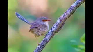 Wildlife photography challenge on a $300 budget - Nikon d5200, 70-300mm