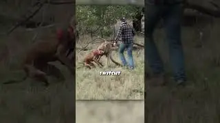 Man saves his dog from kangaroo