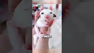 This sugar glider is insanely cute 🥺 #animalstories #shorts