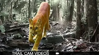 Wildlife Wonderland: Trail Camera Footage of Jungle Animal Life
