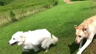 Tracker and Bindy playing