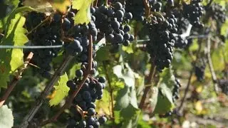 Wino gronowe z winogron, krok po kroku