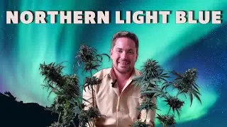 Northern lights blueberry is DELICIOUS
