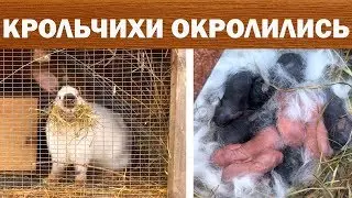 Окрол Установка Маточника Родились Крольчата