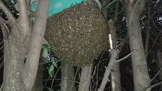 Проблемный Рой 🤔😳🐝