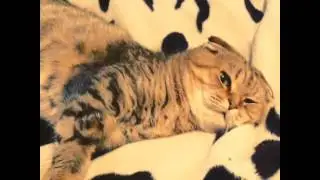"Любимая" соседская кошка которая любит орать с утра до вечера ))