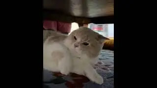 angry cat#kitten #kitty #pets #cat #catlover #kittycat #lovelypets #funnycat