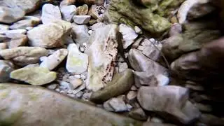 Firesalamander larvae underwater