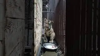 Красивый тигрёнок Амур рычит! 