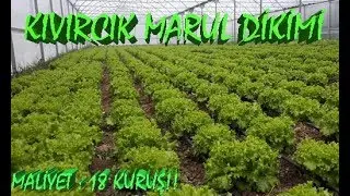 Curly Lettuce Seedlings