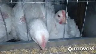 Конус для забоя птицы своими руками