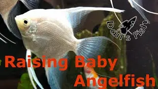 Spawning & Raising Angelfish - Super Cute Baby Fish!!!