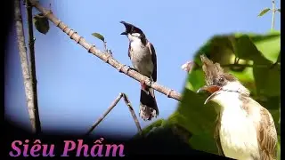 Bẫy Chim Chào Mào Bổi Mới Nhất. Gặp Chào Mào Bổi Già Rừng Và Bẫy Được Má Trắng Dài Đòn.