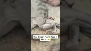 Real dragon found in Mexico 😳 