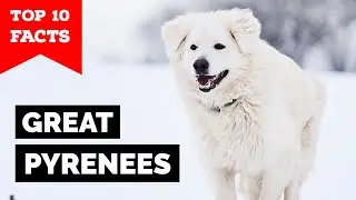 Great Pyrenees - Top 10 Facts
