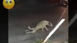 Funny Dog
