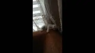 Funny cats 7