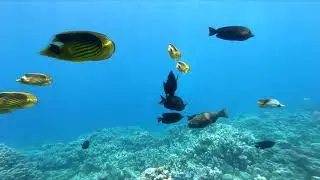 Scuba Diving Hurghada