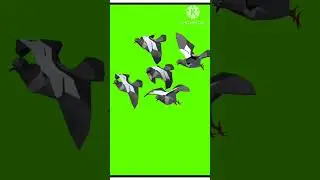 Free green Screen, birds, chroma key, 3 d animation , 4 k, Hd