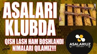 Asalarilar klubda. NIMA QILAMIZ