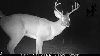 Buck leaves behind a surprise in the deer scrape...